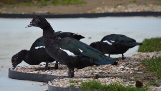 Vtáčia chrípka prišla na východ Slovenska, potvrdili ju v ZOO