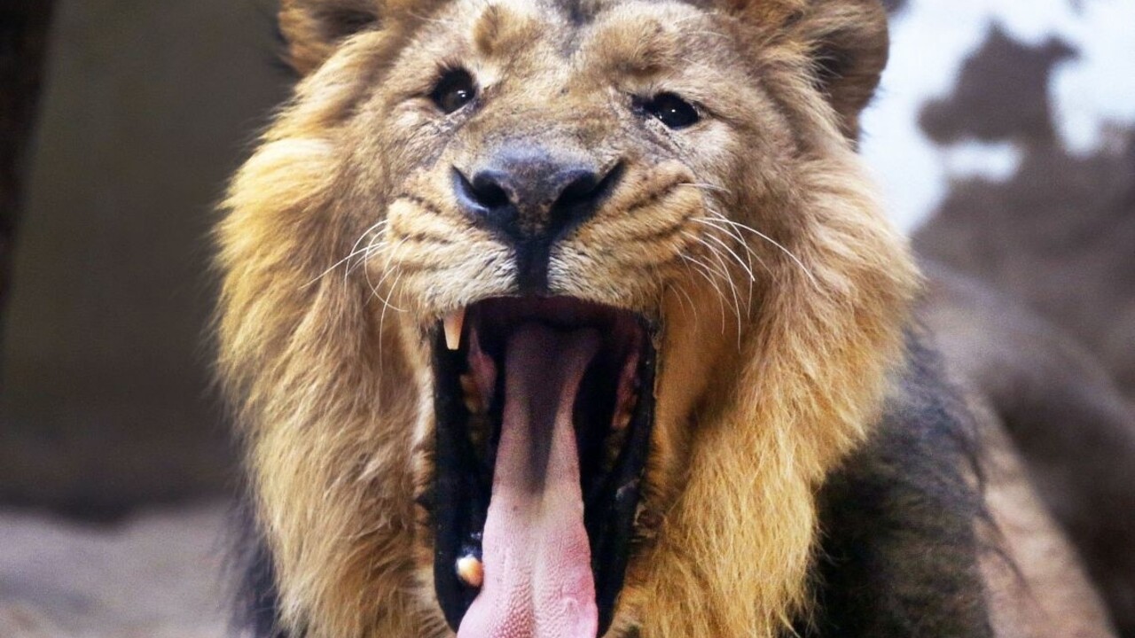 Saudskí šejkovia môžu na levov vo svojich domácnostiach zabudnúť