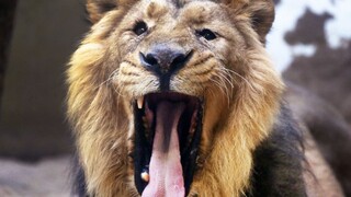 Saudskí šejkovia môžu na levov vo svojich domácnostiach zabudnúť