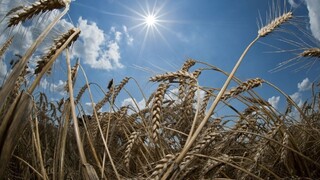 Agrofirmy majú pesimistické vyhliadky, očakávajú pokles produkcie