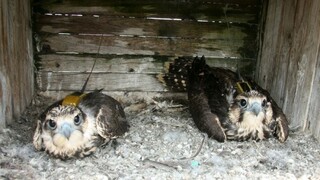 Stovky dravcov ročne zabije elektrina, ochrancovia dostali nápad