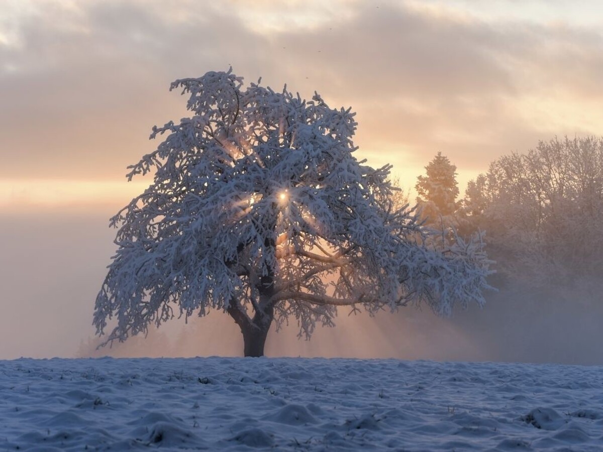 zima sneh mráz strom 1140 px (SITA/AP)