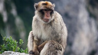 Opice v Japonsku sa pokúšajú o nemožný sex, zistili vedci