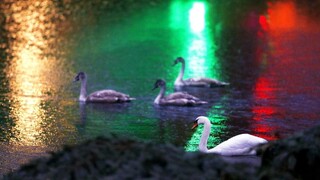 Na južnom Slovensku potvrdili ďalší prípad vtáčej chrípky