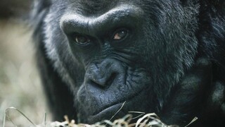Zomrela samica Colo, najstaršia gorila v Spojených štátoch