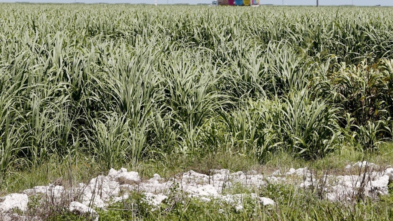 Ako z Jurského parku. Turistov na Floride šokoval gigantický plaz