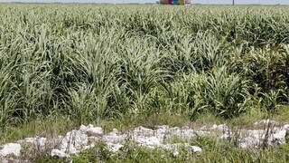 Ako z Jurského parku. Turistov na Floride šokoval gigantický plaz