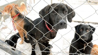 Vo Veľkom Krtíši otvorili karanténnu stanicu na pomoc zvieratám