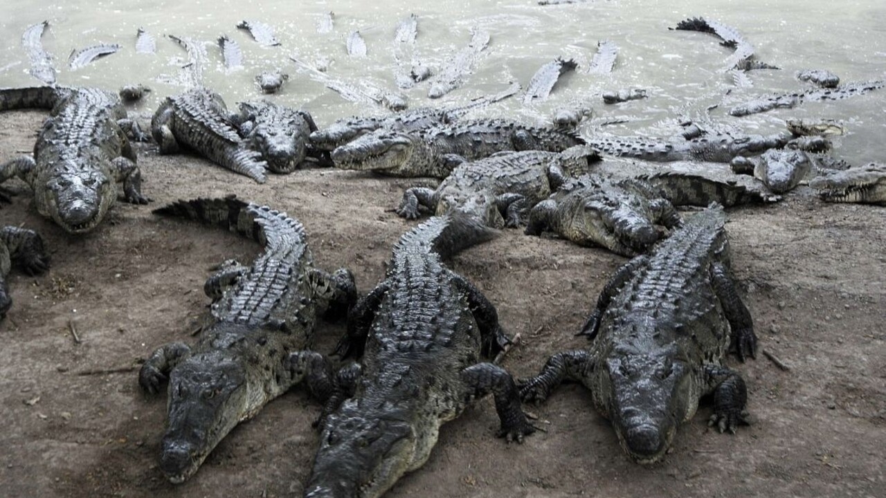 Muž sa brodil zaplaveným priechodom cez rieku, zabil ho krokodíl