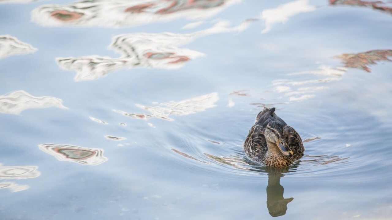 Počet prípadov vtáčej chrípky stúpa, potvrdili ich už desiatky