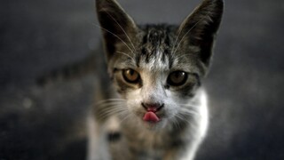 Na Cypre majú nezvyčajný problém, situácia sa stala nekontrolovateľnou