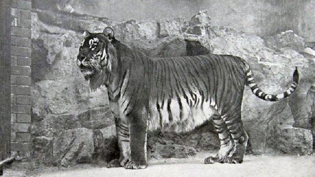 panthera-tigris-virgata_0a000002-54a9-7201.jpg
