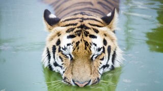 tiger sibírsky 1140 px (SITA/AP)