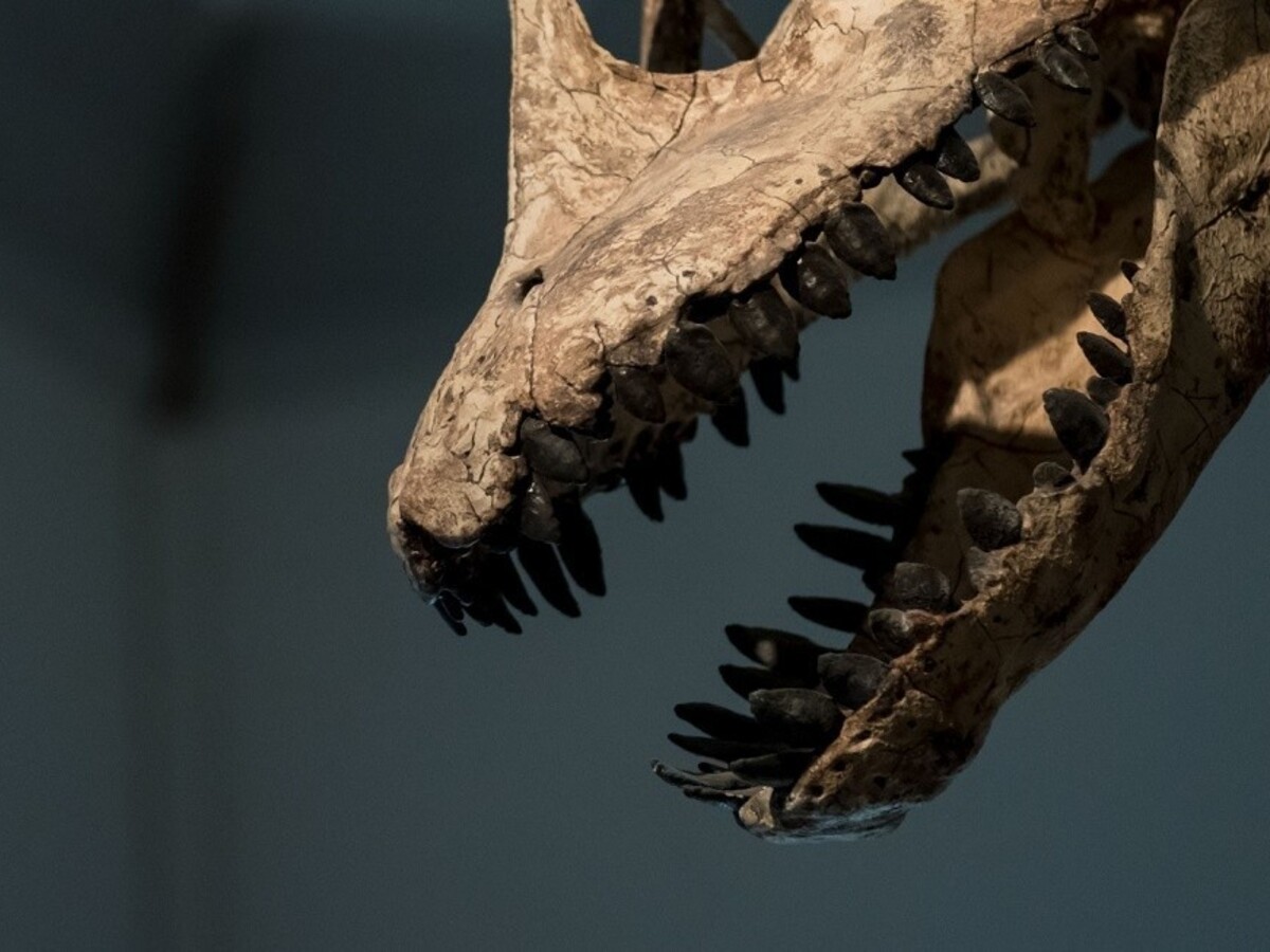 Ukázali, ako v tme a zime vyhynuli dinosaury a morské plazy