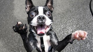 Ktorý pes je najinteligentnejší? Napriek problémom vytvorili rebríček