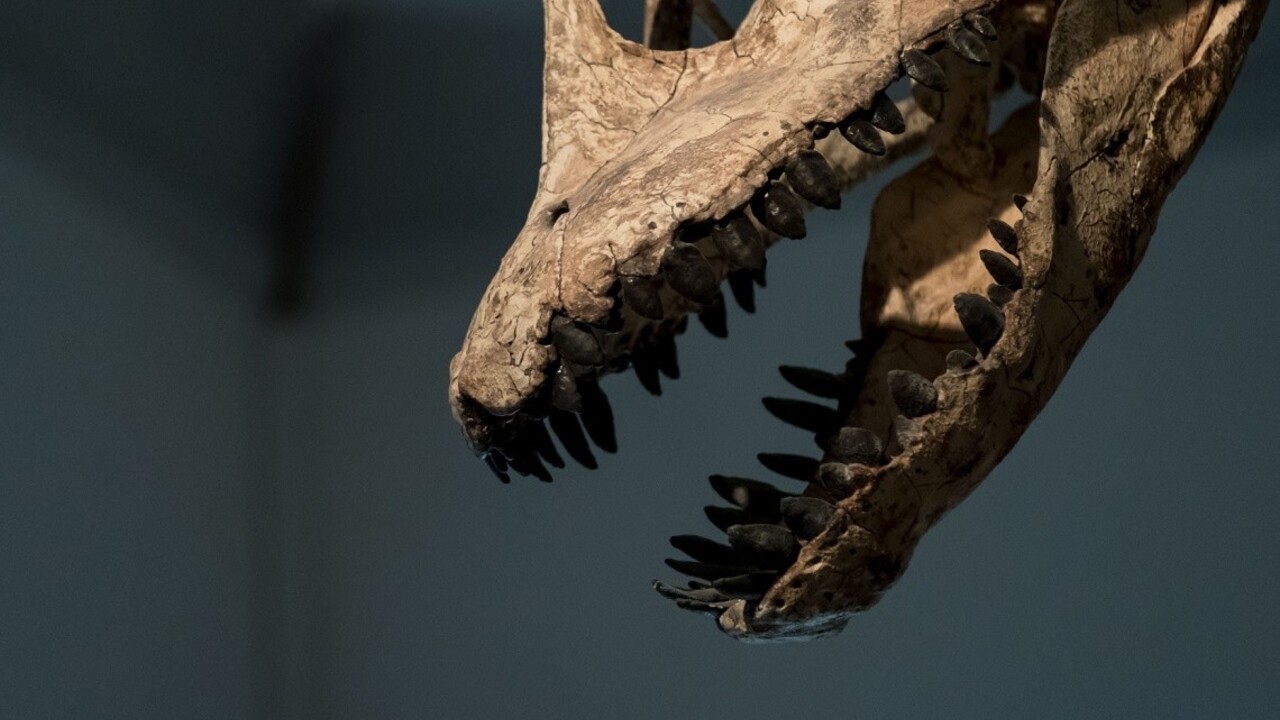 dinosaurus spinophorosaurus 1140 px (ČTK/DPA/Peter Steffen)