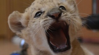 Plod vášne tigrice a leva sa stal milým lákadlom v ruskej ZOO