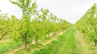 Výmera sadov klesá. Ovocinári vidia viacero dôvodov