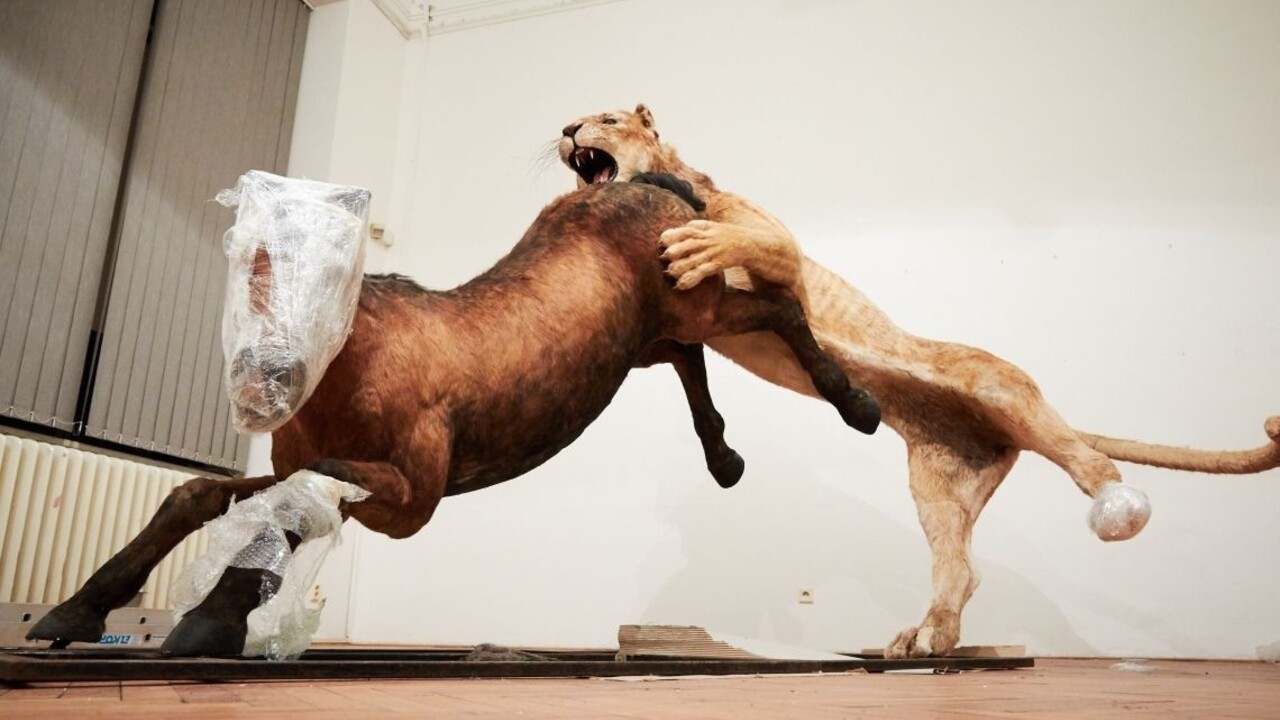 Fotogaléria: Pozrite si gigantickych živočíchov na chystanej výstave SNM