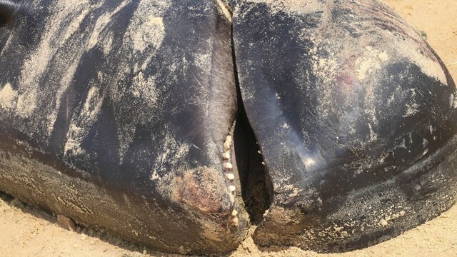Stovky veľrýb uviazli na brehu ostrova, väčšina z nich uhynula