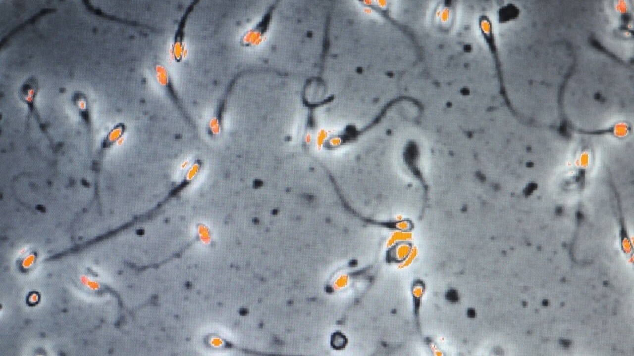Prichádza prelomová antikoncepcia. Funguje na opiciach, bude aj na mužoch?