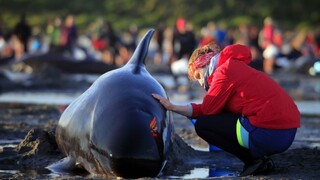 Na pláži uhynul obrovský húf veľrýb, dobrovoľníci zachránili asi sto z nich