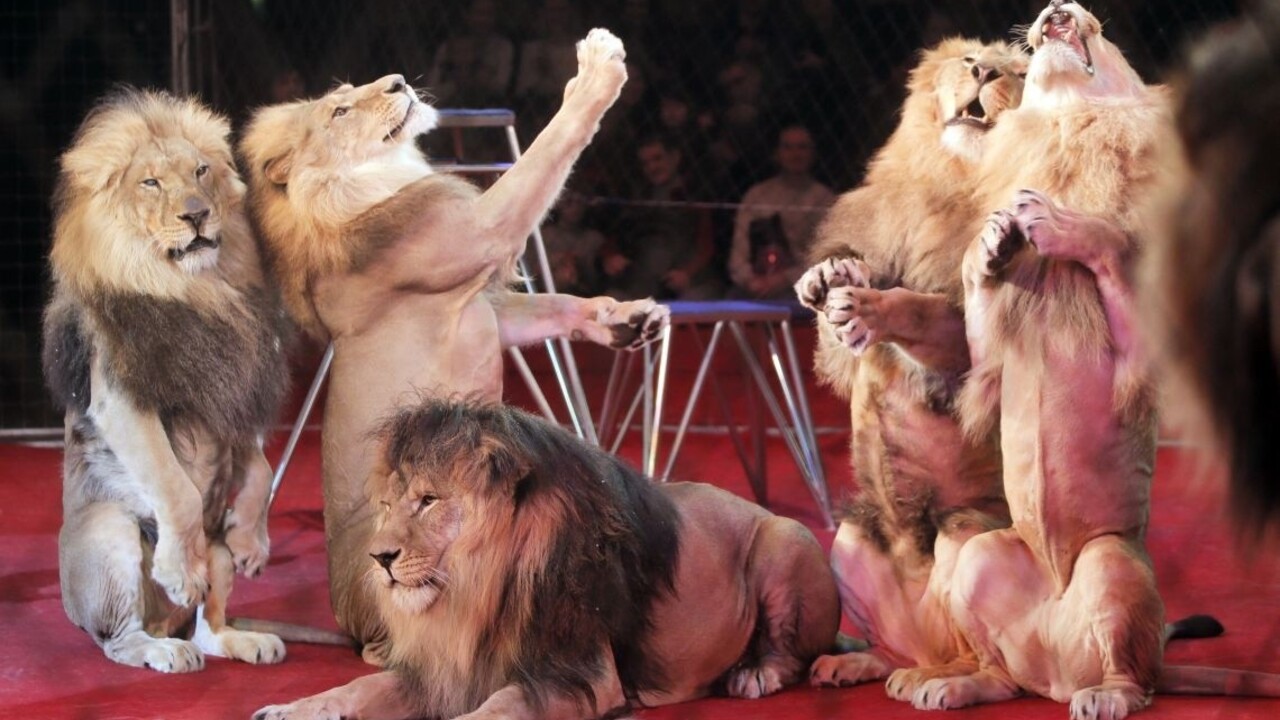 cirkus levy 1140 px (TASR)