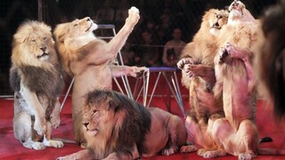 Na Slovensku platí zákaz využívať divoké zvieratá v cirkusoch už dva roky. Krajinám EÚ môžeme ísť príkladom