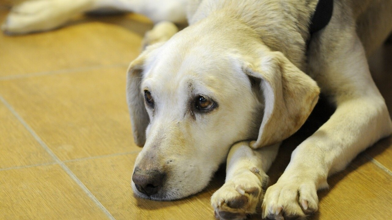 Opozičnej SaS schválili "protimnožiteľský" zákon o psoch