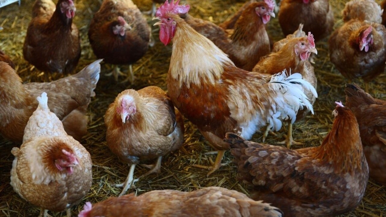 Rusko zakázalo dovoz hydiny a vajec zo štyroch krajín EÚ vrátane Slovenska