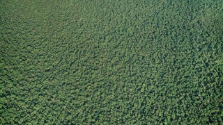 Pod zeleňou amazonského pralesa našli záhadné veľké obrazce