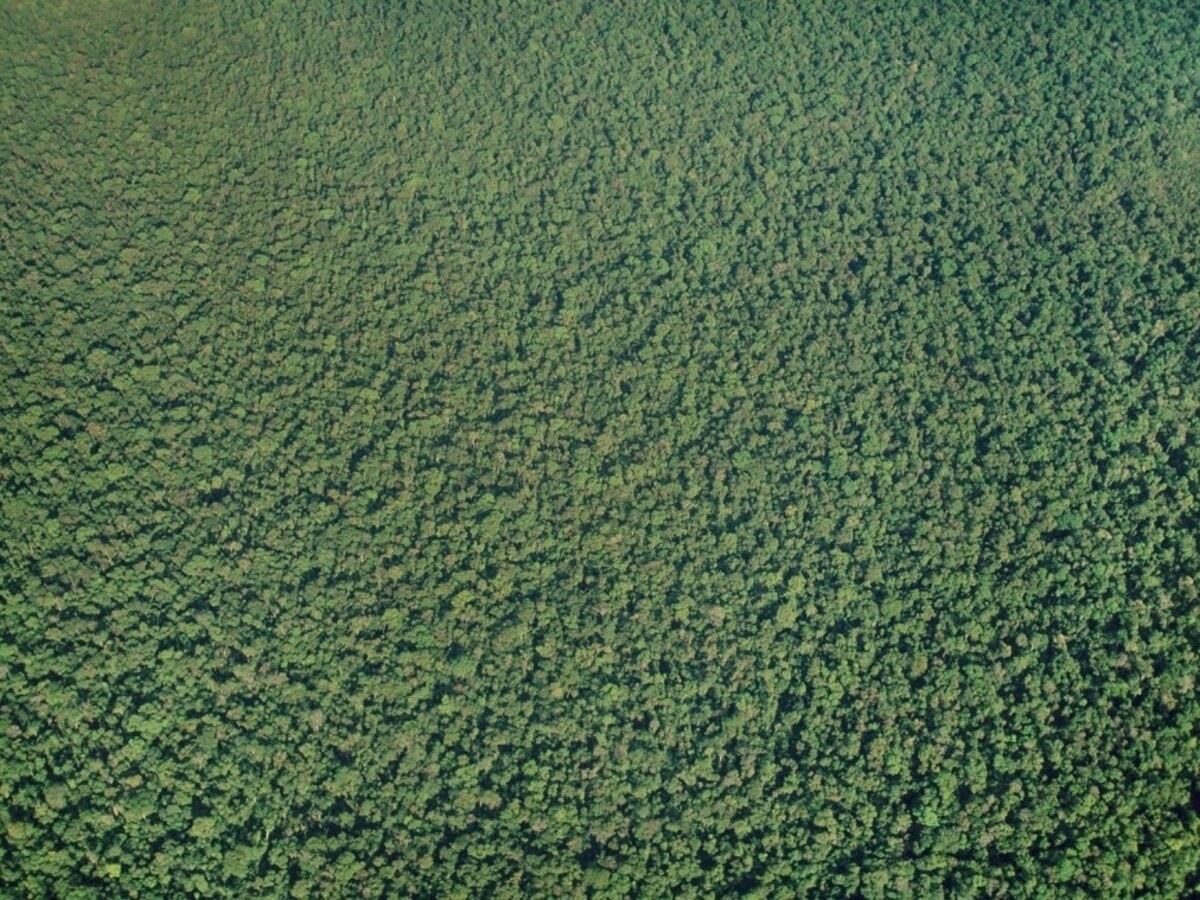 Pod zeleňou amazonského pralesa našli záhadné veľké obrazce