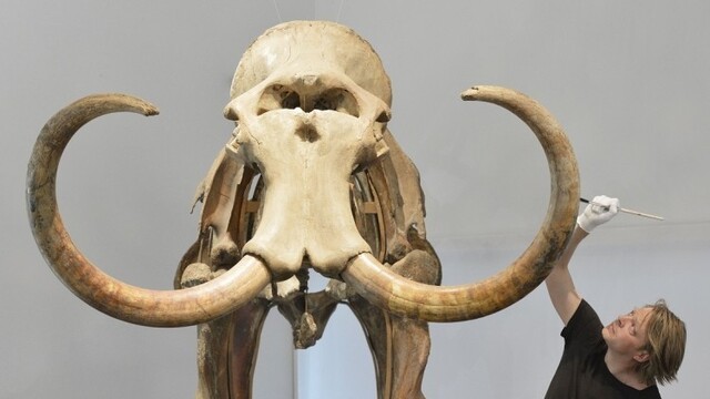 germany-mammoth-exhibition-625b210ac44f4cf1bd5e801a5a9bf7c6_0a000002-2fbd-4cea.jpeg
