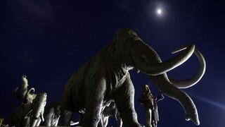 Vedci chcú do prírody vrátiť mamuty. Tvrdia, že by to mohlo pomôcť klimatickej kríze