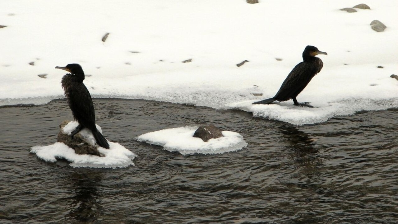 Pokus ich stál život. Otec so synmi chceli prekonať zamrznuté jazero
