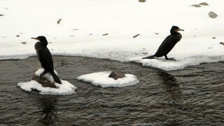 Pokus ich stál život. Otec so synmi chceli prekonať zamrznuté jazero