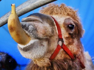 V bojnickej zoo museli utratiť jedno z najobľúbenejších zvierat