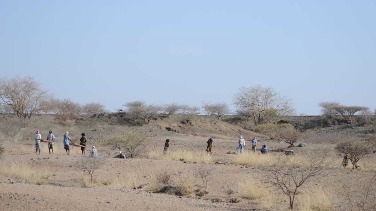 V Etiópii zaznamenali desiatky šteniat ohrozenej africkej šelmy
