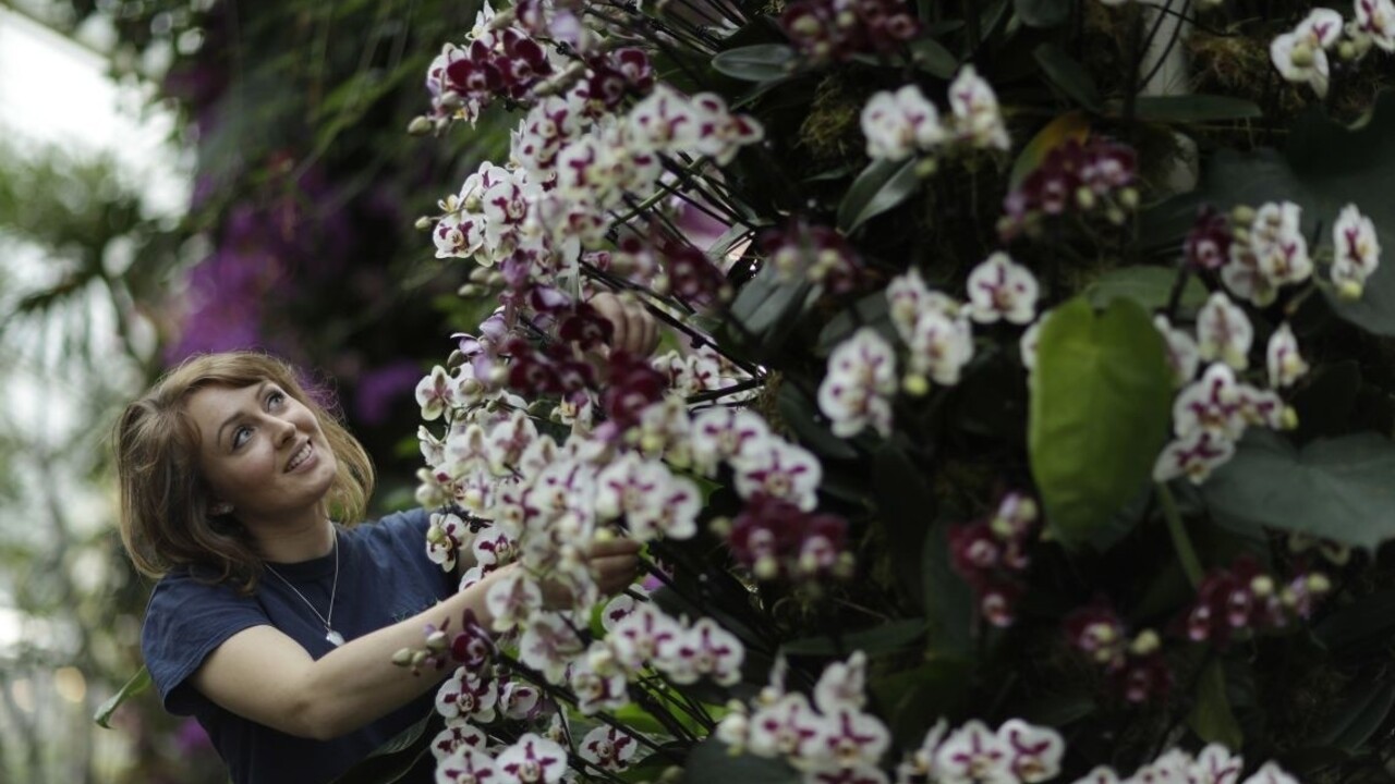 Kvetine, ktorá rastie na jedinom mieste na svete, hrozí zánik