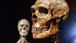 Neandertálci používali lieky. Vo vegetariánstve im bránil kanibalizmus
