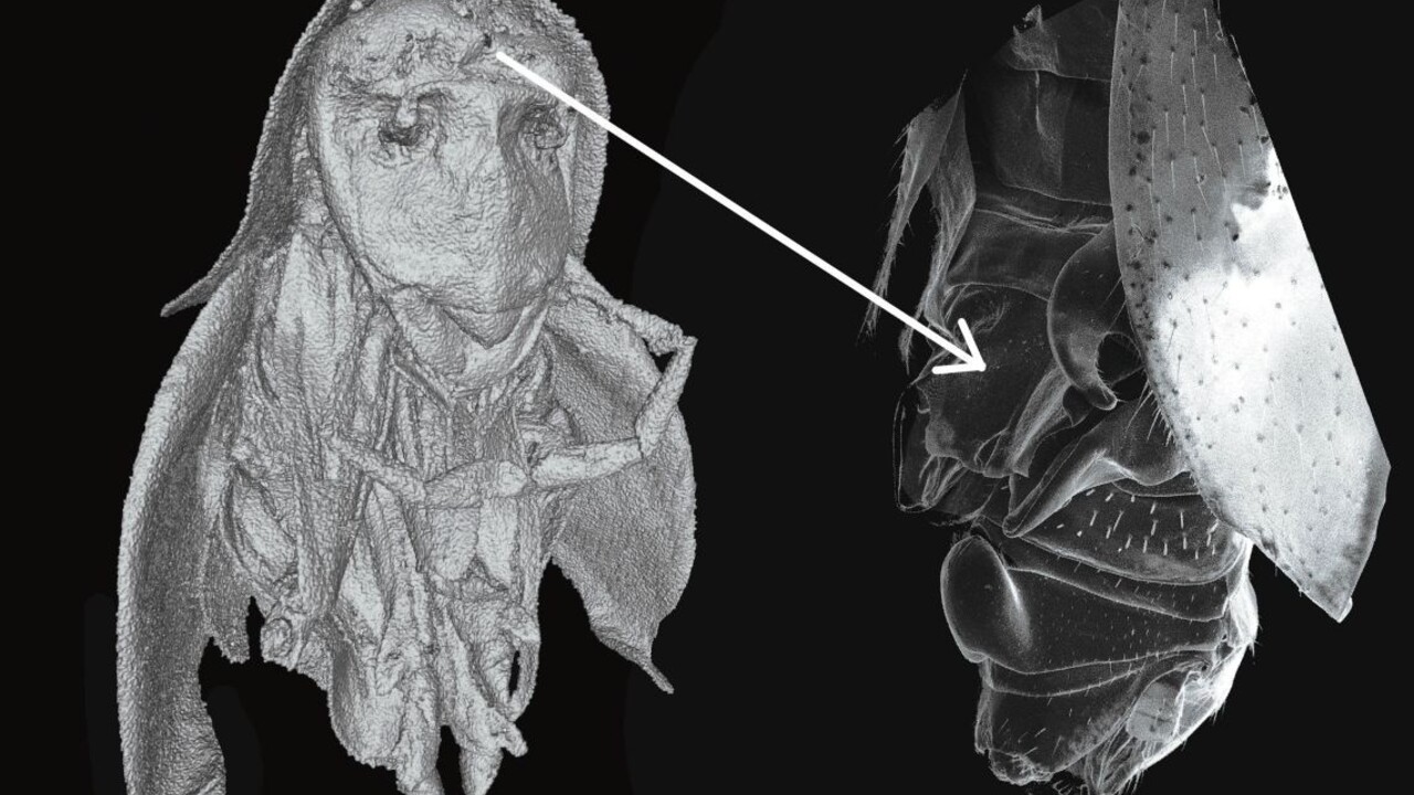 Slovenskí vedci objavili vo Vietname nový neobvyklý druh švába