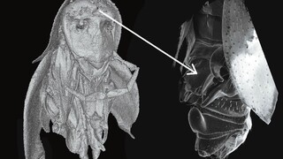 Slovenskí vedci objavili vo Vietname nový neobvyklý druh švába