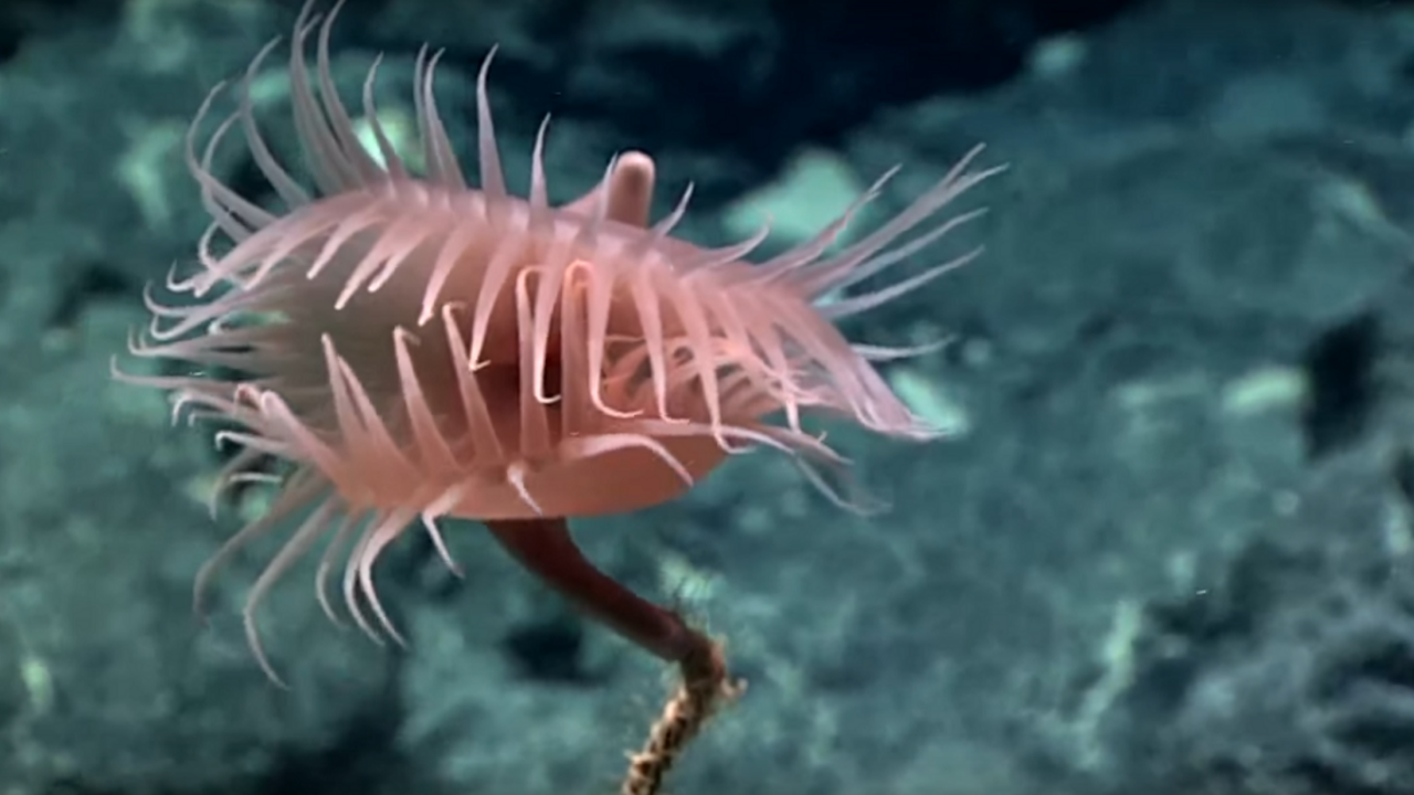 UFO aj živá dúha. Päť novoobjavených tvorov, ktoré našli v hlbinách