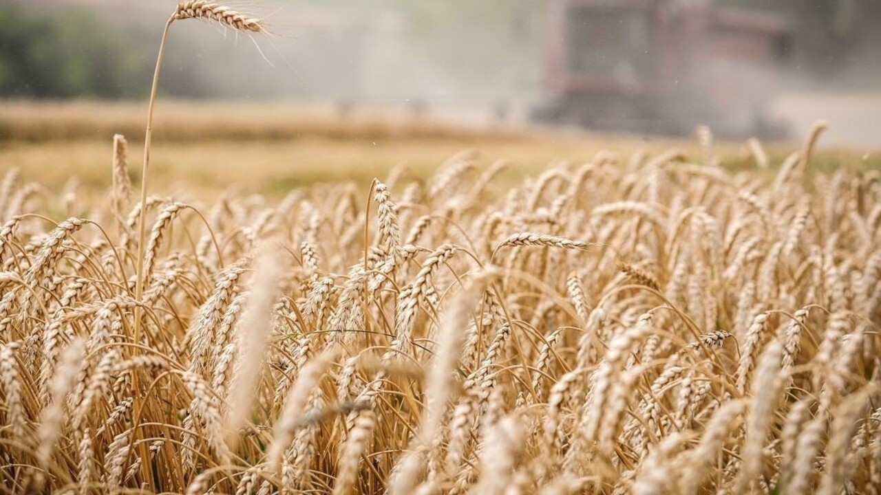 Nižší rozpočet i nedostatok robotníkov. Farmári v USA žijú v neistote