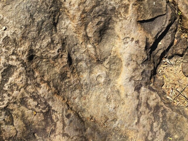 V austrálskom Jurskom parku našli najväčšiu stopu dinosaura