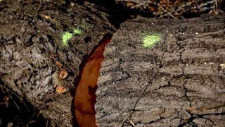 V Kláštore pod Znievom spílili chránené stromy, ohrozovali okolie