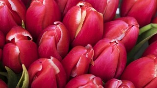 Parkinsonova choroba má svoj symbol, stal sa ním červený tulipán