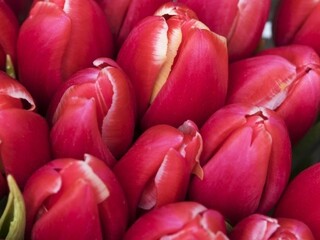 Parkinsonova choroba má svoj symbol, stal sa ním červený tulipán
