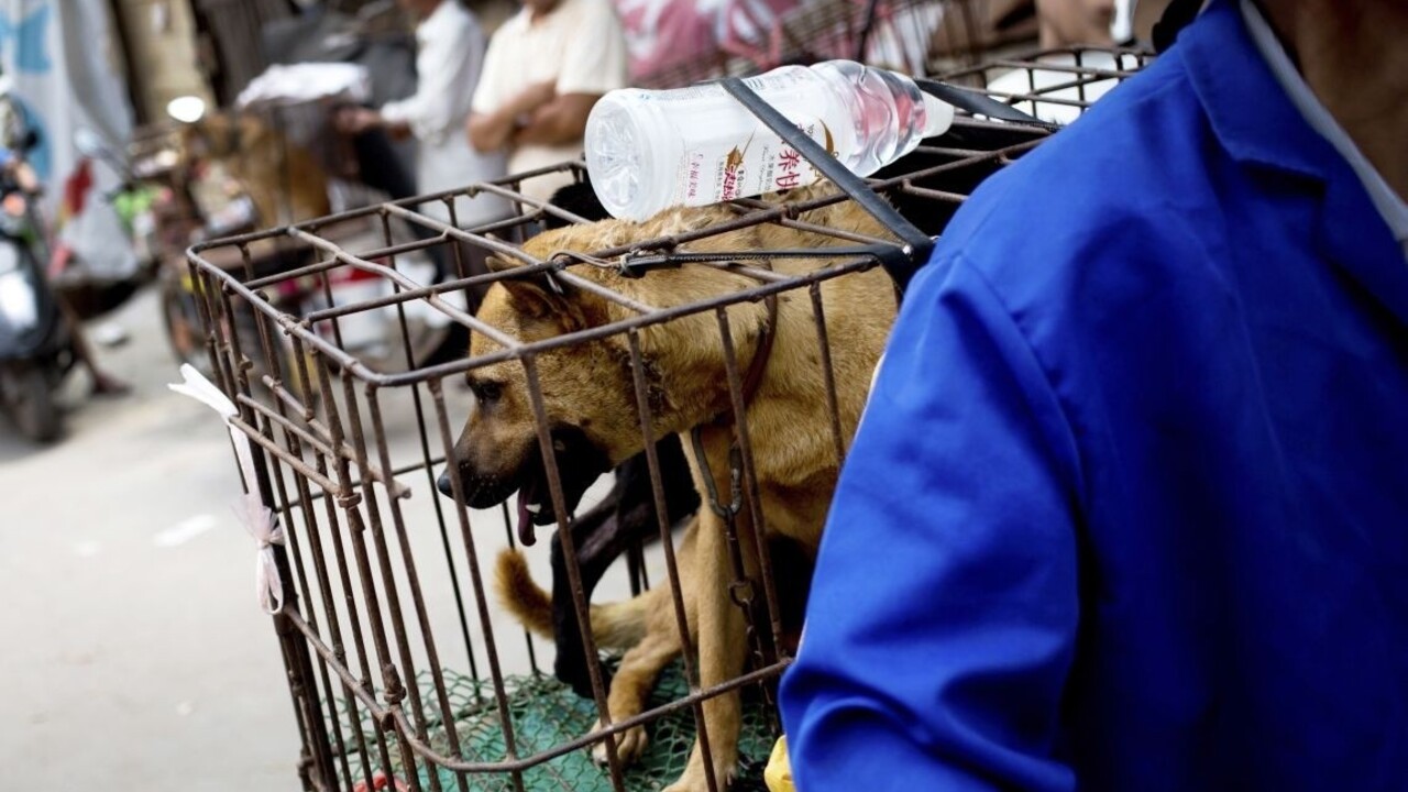 Taiwan schválil prelomový zákon, ktorý zakazuje konzumáciu psov