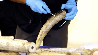 Najväčší dovozca slonoviny chce skončiť s drsnou tradíciou. Remeselníci majú obavy